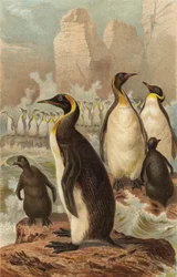 Giant Penguin